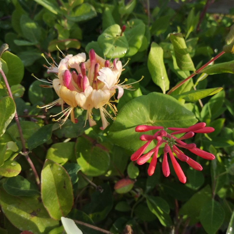 Kaprifolie Goldflame 150-175 cm. - Lonicera heckrotti Goldflame