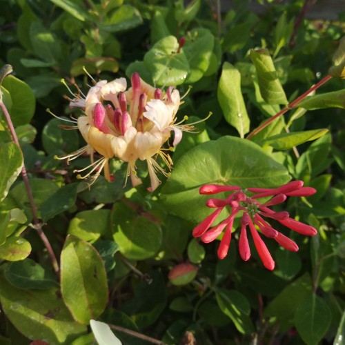 Kaprifolie Goldflame 150-175 cm. - Lonicera heckrotti Goldflame