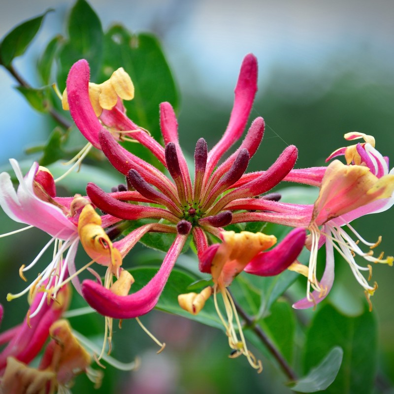 Stedsegrøn Kaprifolie Henryi 150-175 cm. - Lonicera Henryi