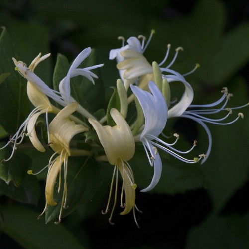 Lonicera japonica Halls Prolific - Kaprifolie