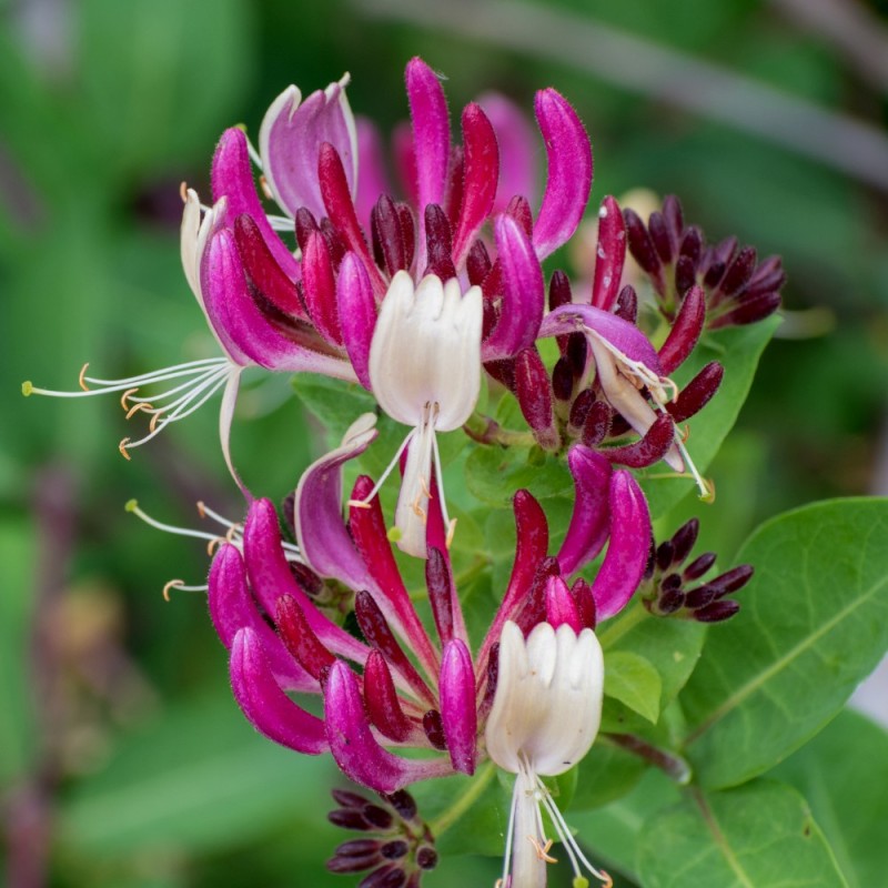 Kaprifolie Red World 150-175 cm. - Lonicera japonica Red World