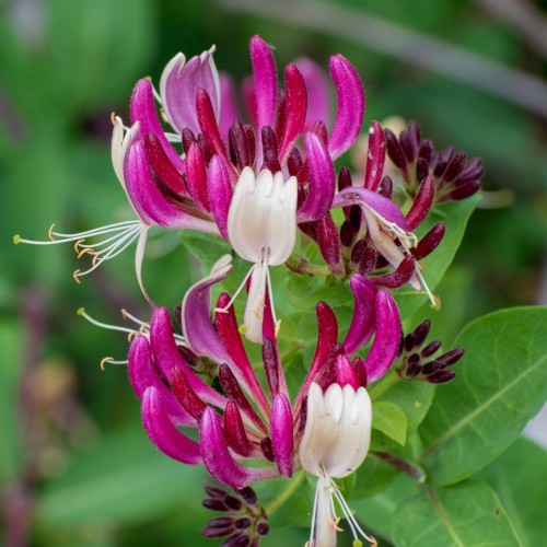 Kaprifolie Red World 150-175 cm. - Lonicera japonica Red World