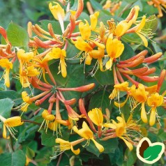 Lonicera Tellmanniana / Kaprifolie