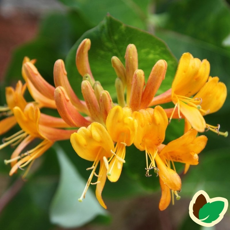 Lonicera Tellmanniana / Kaprifolie