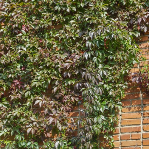 Klatrevildvin henryana 150-175 cm. - Parthenocissus henryana