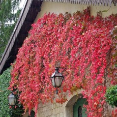 Rådhusvin Veitchii 150-175 cm. - Parthenocissus tricuspidata Veitchii