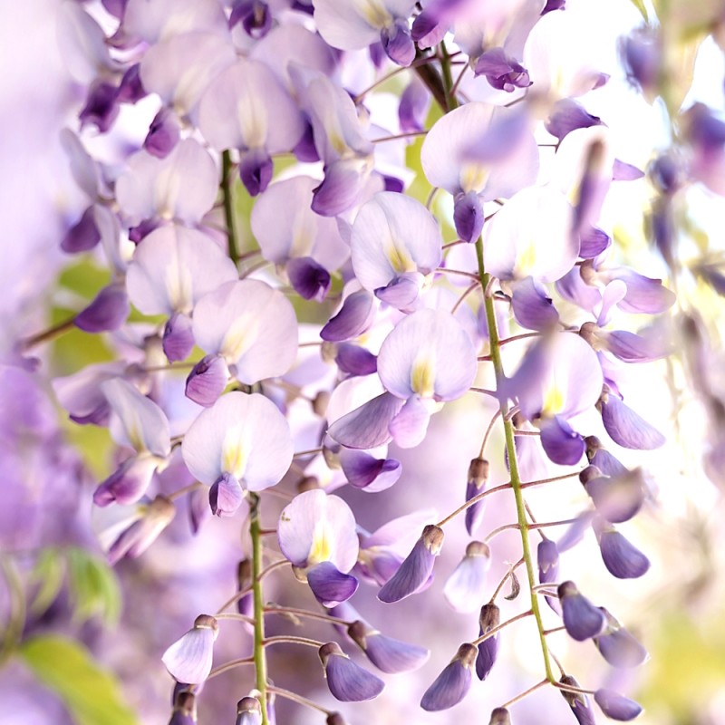 Japansk Blåregn Domino 150-175 cm. - Wisteria floribunda Domino