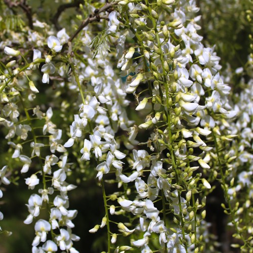 Kinesisk Blåregn Hvid - Wisteria sinensis Alba