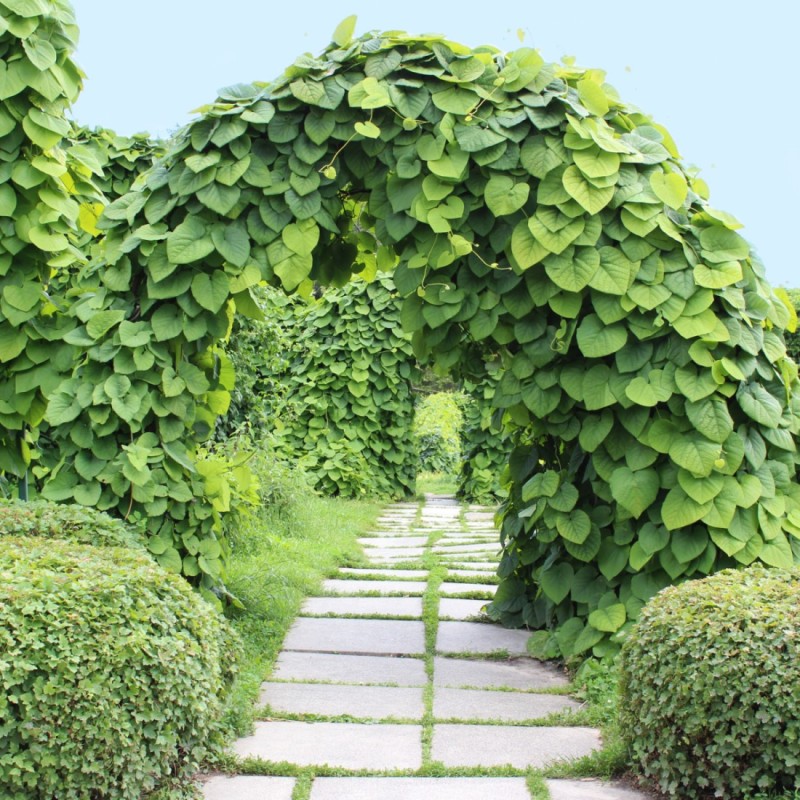 Tobakspibeplante Durior 150-175 cm. - Aristolochia macrophylla Durior
