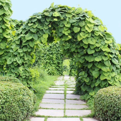 Tobakspibeplante Durior 150-175 cm. - Aristolochia macrophylla Durior