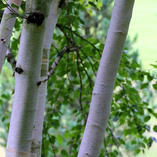 Betula utilis - Himalayabirk / Træ 200-250 cm.