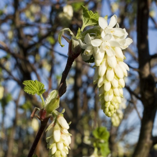 Hvid Blodribs - Ribes sanguineum Oregon Snowflake