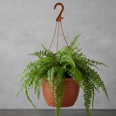 Ampel, Terracotta 27 cm.