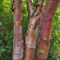Betula albosinensis var. Septentrionalis - Kobberbirk / 175-200 cm