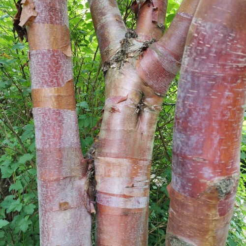 Betula albosinensis var. Septentrionalis - Kobberbirk / 175-200 cm