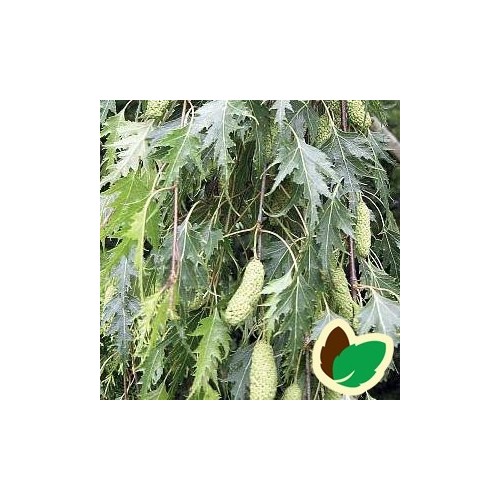 Betula pendula Dalecarlica - Fligbladet hængebirk - 80-120 cm.