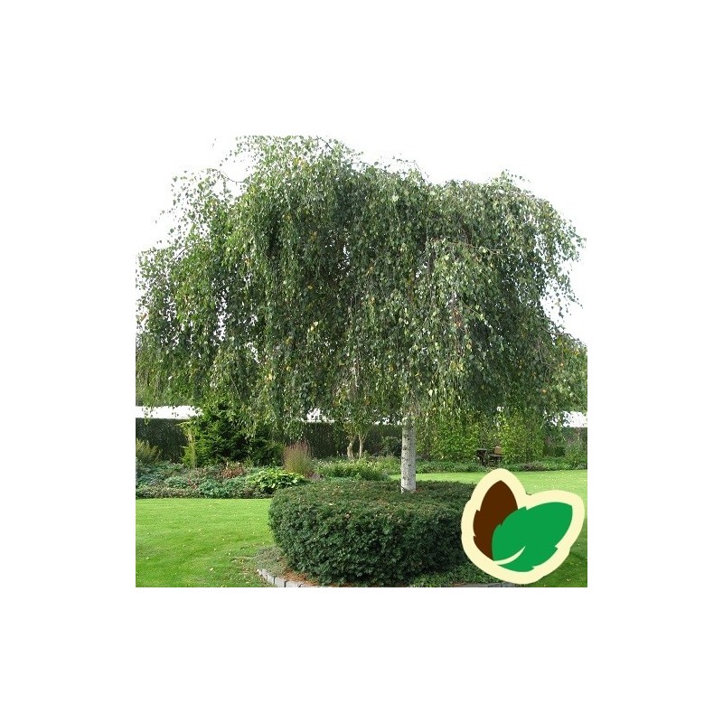Betula pendula Youngii - Sørgebirk / 175-200 cm.