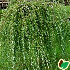 Caragana arborescens Pendula - Hænge Ærtetræ / 90 cm. stamme