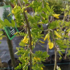 Caragana arborescens Pendula - Hænge Ærtetræ / 80 cm. stamme