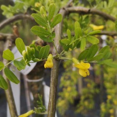 Caragana arborescens Pendula - Hænge Ærtetræ / 80 cm. stamme