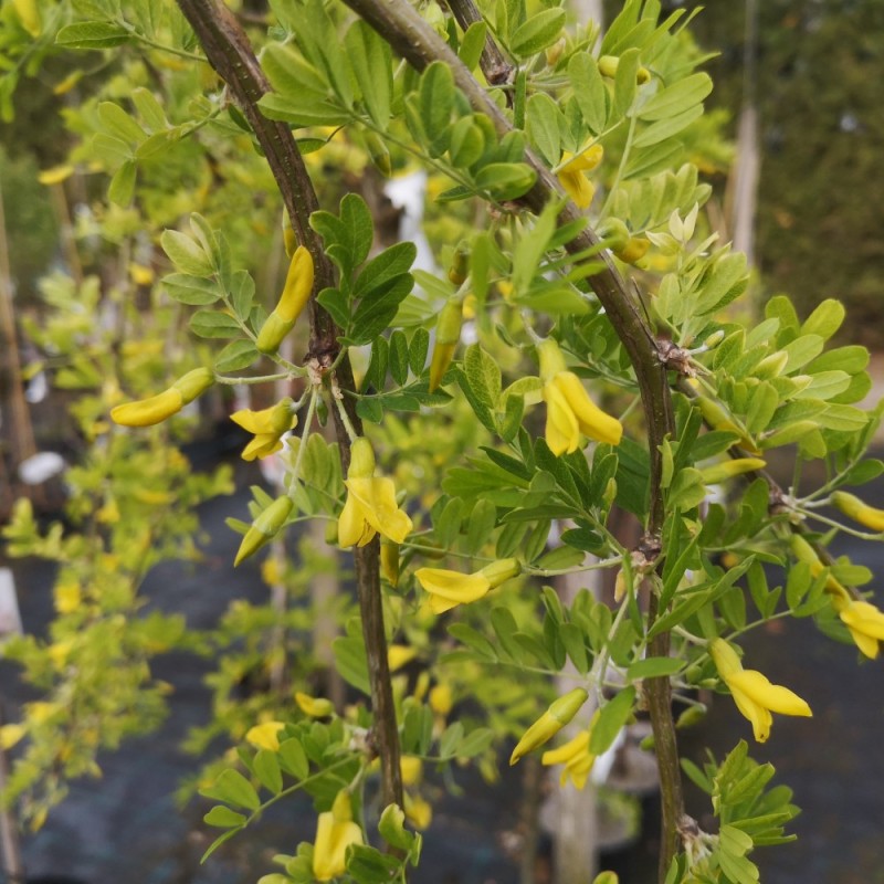 Caragana arborescens Pendula - Hænge Ærtetræ / 80 cm. stamme