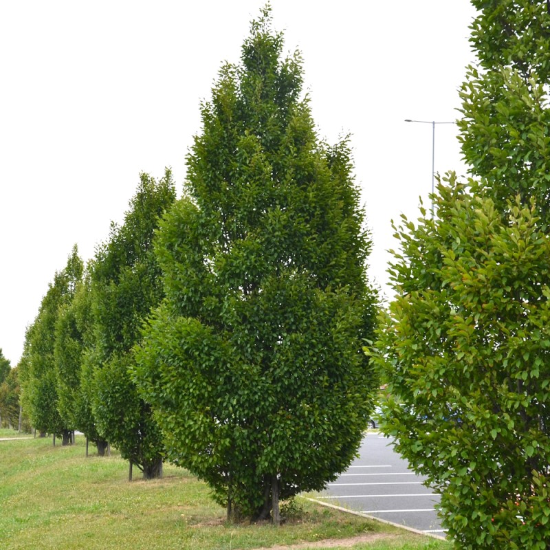 Søjleavnbøg Lucas 200-250 cm. m. Klump - Carpinus betulus Lucas