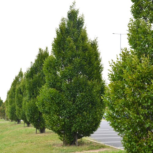 Søjleavnbøg Lucas 200-250 cm. m. Klump - Carpinus betulus Lucas