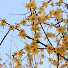 Chimonanthus praecox / Vinterblomst