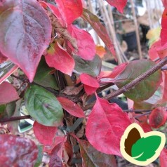 Cornus kousa Eddies White Wonder - Blomsterkornel - 200-250 cm. - ST