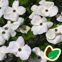 Cornus kousa Eddies White Wonder - Blomsterkornel - 200-250 cm. - ST