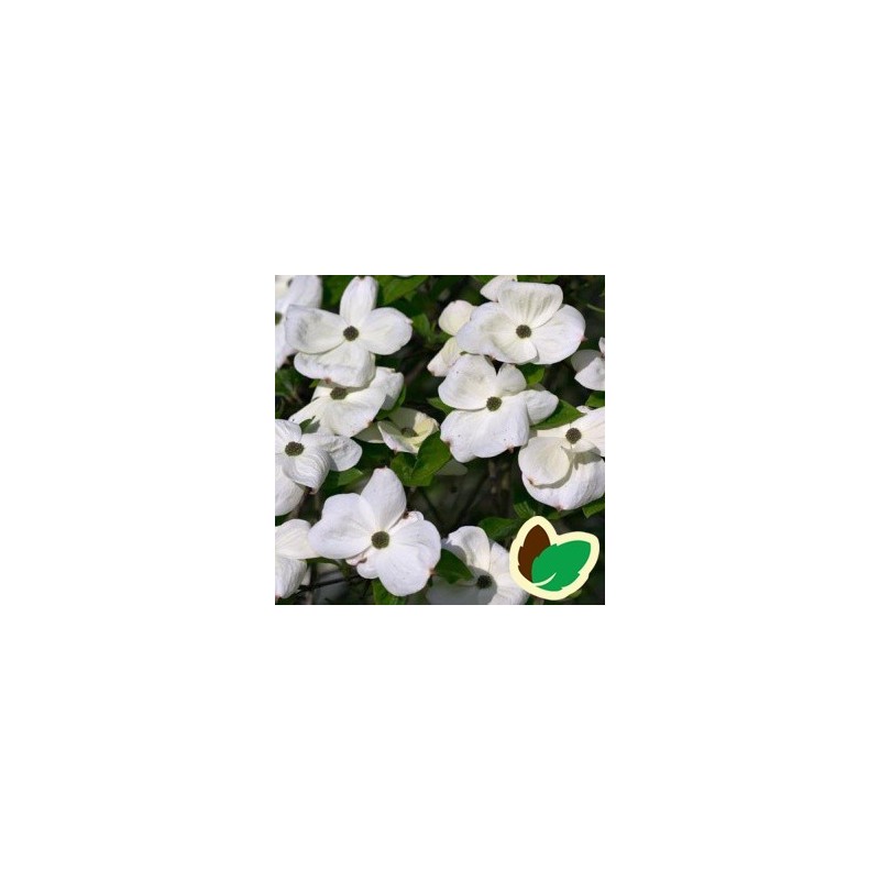 Cornus kousa Eddies White Wonder - Blomsterkornel - 200-250 cm. - ST