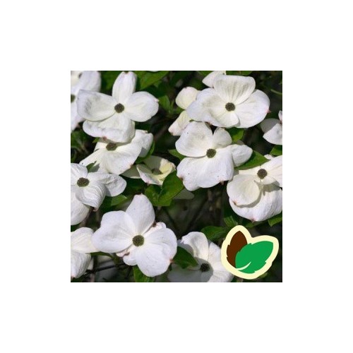 Cornus kousa Eddies White Wonder - Blomsterkornel - 200-250 cm. - ST