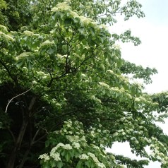 Etage kornel 175-200 cm. - Cornus controversa