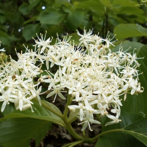 Etage kornel 175-200 cm. - Cornus controversa