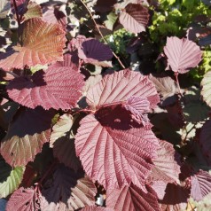 Corylus avellana Red Majestic - Rød Troldhassel