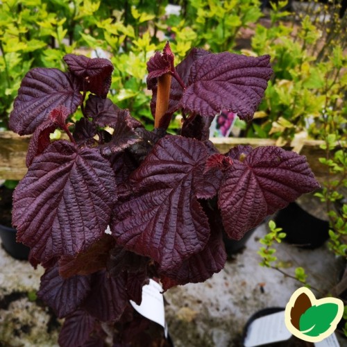 Corylus avellana Red Majestic