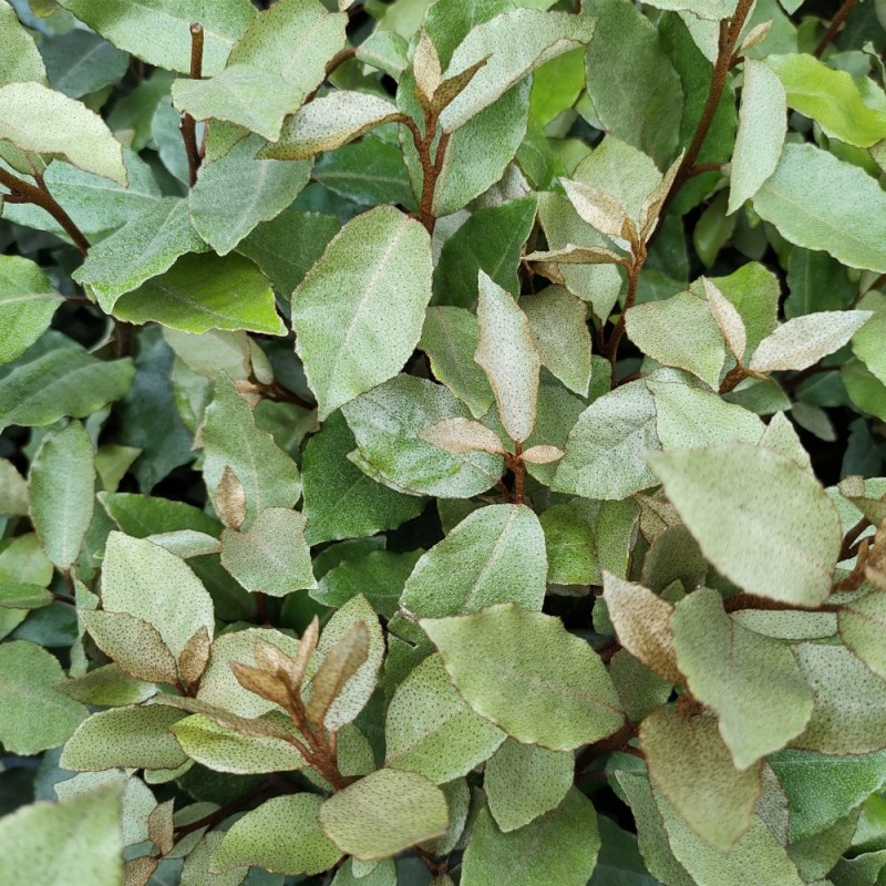Sølvblad Compacta (Strandoliven) 120 cm. stamme - Elaeagnus x ebbingei Compacta