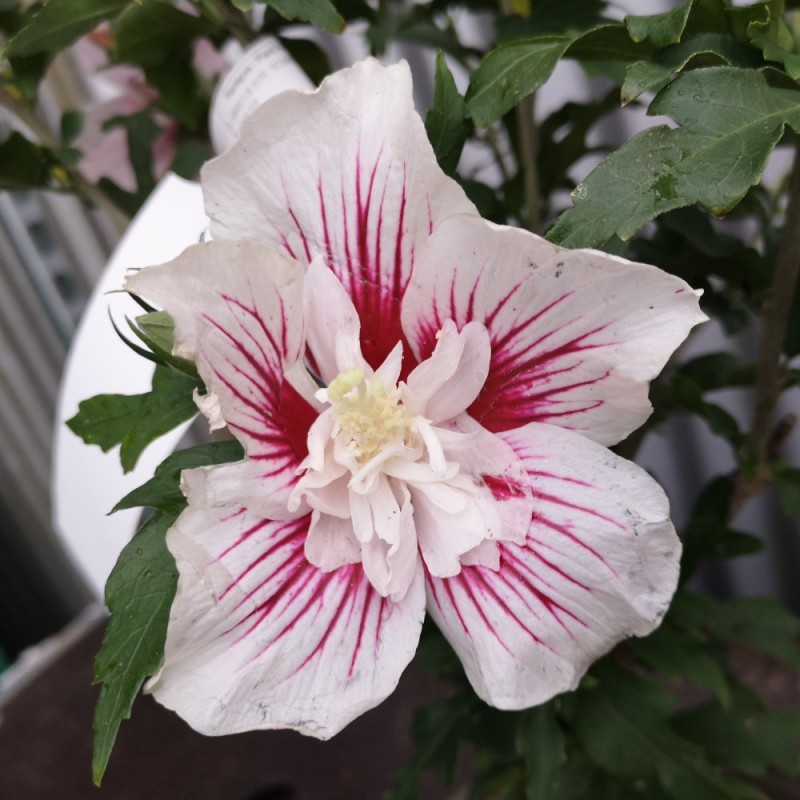 Syrisk Rose Starburst Chiffon 50 cm. stamme - Hibiscus syriacus Starburst Chiffon