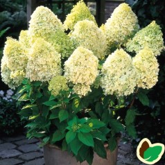 Syrenhortensia Limelight 100 cm. stamme - Hydrangea paniculata Limelight