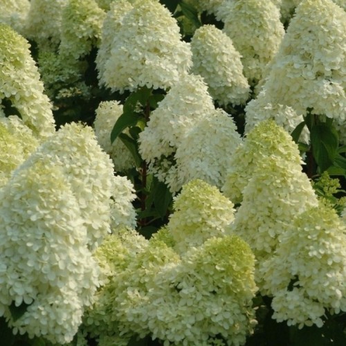 Syrenhortensia Limelight 100 cm. stamme - Hydrangea paniculata Limelight