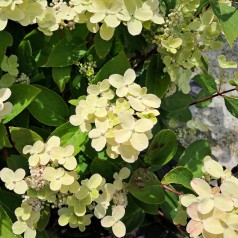 Syrenhortensia Switch Ophelia - 50 cm. stamme - Hydrangea paniculata Switch Ophelia