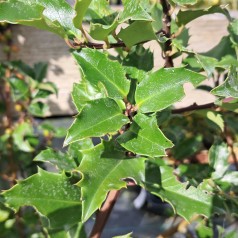 Kristtorn Blue Prince - 50 cm. stamme - Ilex meserveae Blue Prince