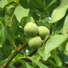 Valnød - Juglans regia