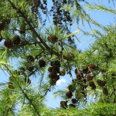 Hybrid Lærk 150-175 cm. - Larix eurolepis