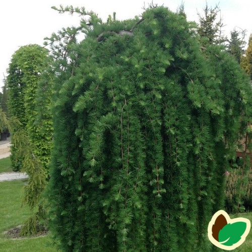 Larix kaempferi Stiff Weeper - Japansk hængelærk / 150 cm. stamme.