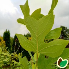 Liriodendron tulipifera - Alm. Tulipantræ / 150-175 cm.