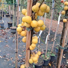 Paradisæble Golden Hornet 200-250 cm. - Malus hybrid Golden Hornet