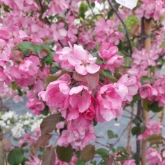 Paradisæble Rudolph 120 cm. stamme - Malus hybrid Rudolph