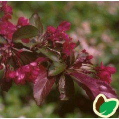 Malus sieboldii Scarlet - Japansk Prydæble / 175-200 cm.