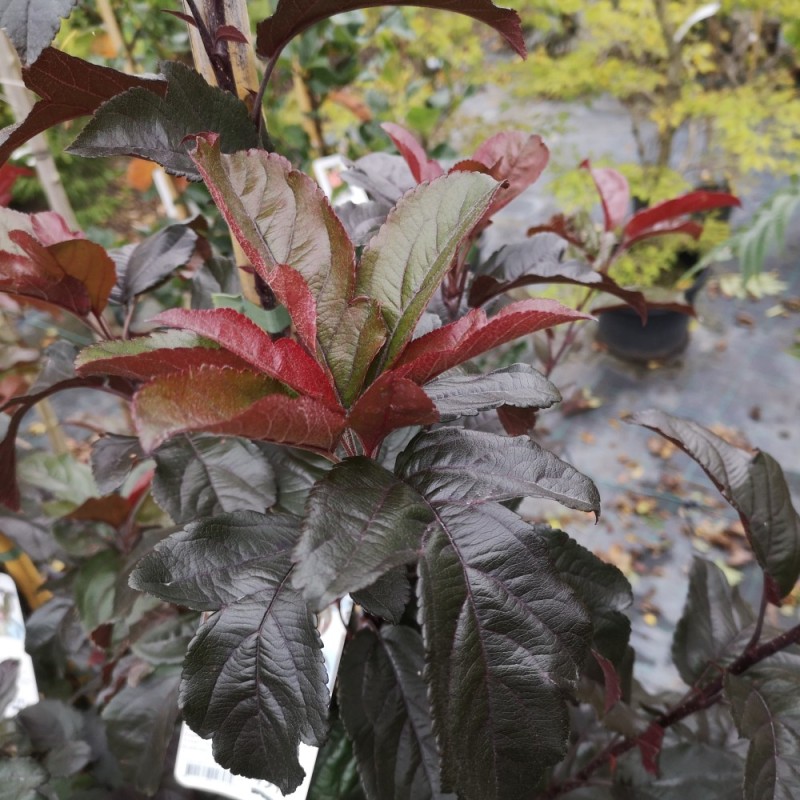 Malus sieboldii Scarlet - Japansk Prydæble / 175-200 cm.